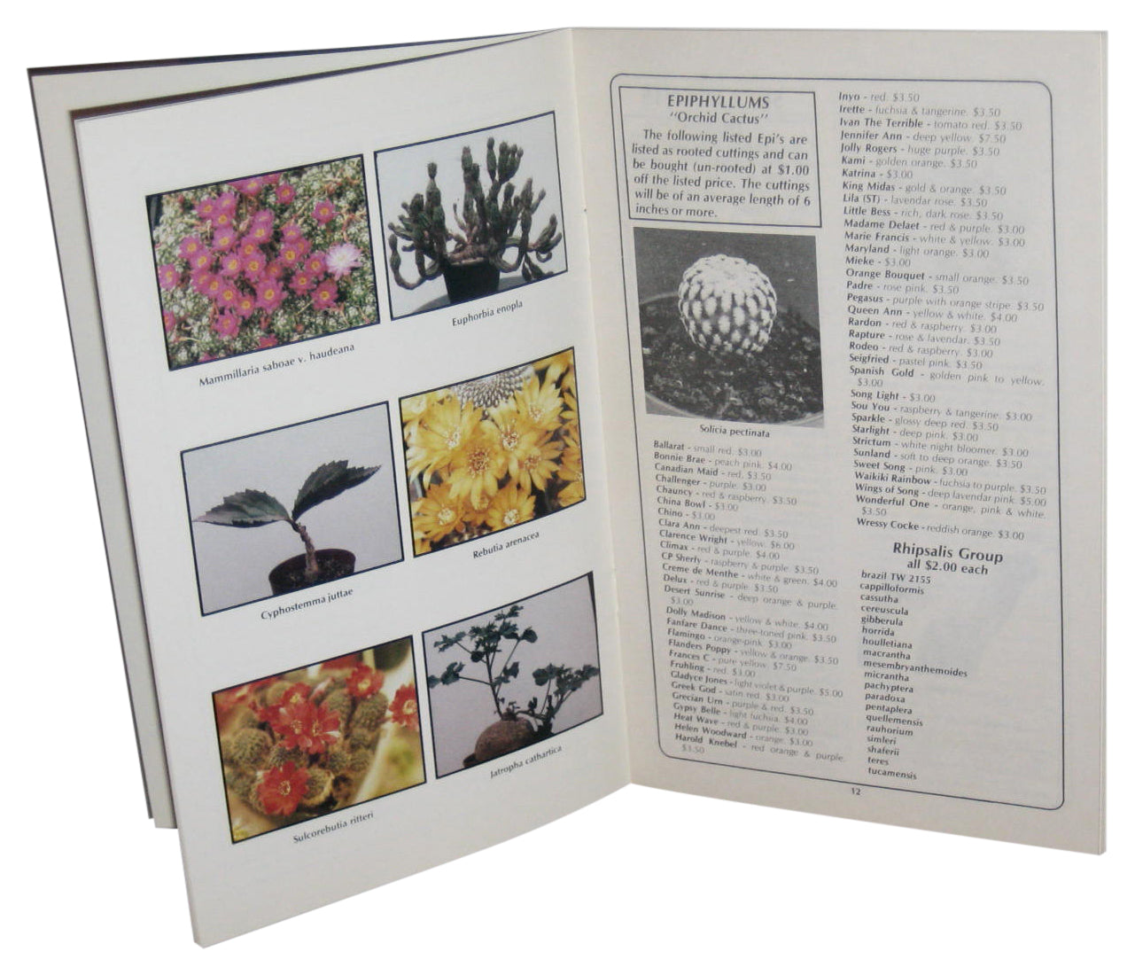 K & L Cactus Nursery Flowering Desert & Jungle Cacti (1984) Paperback Catalog Book
