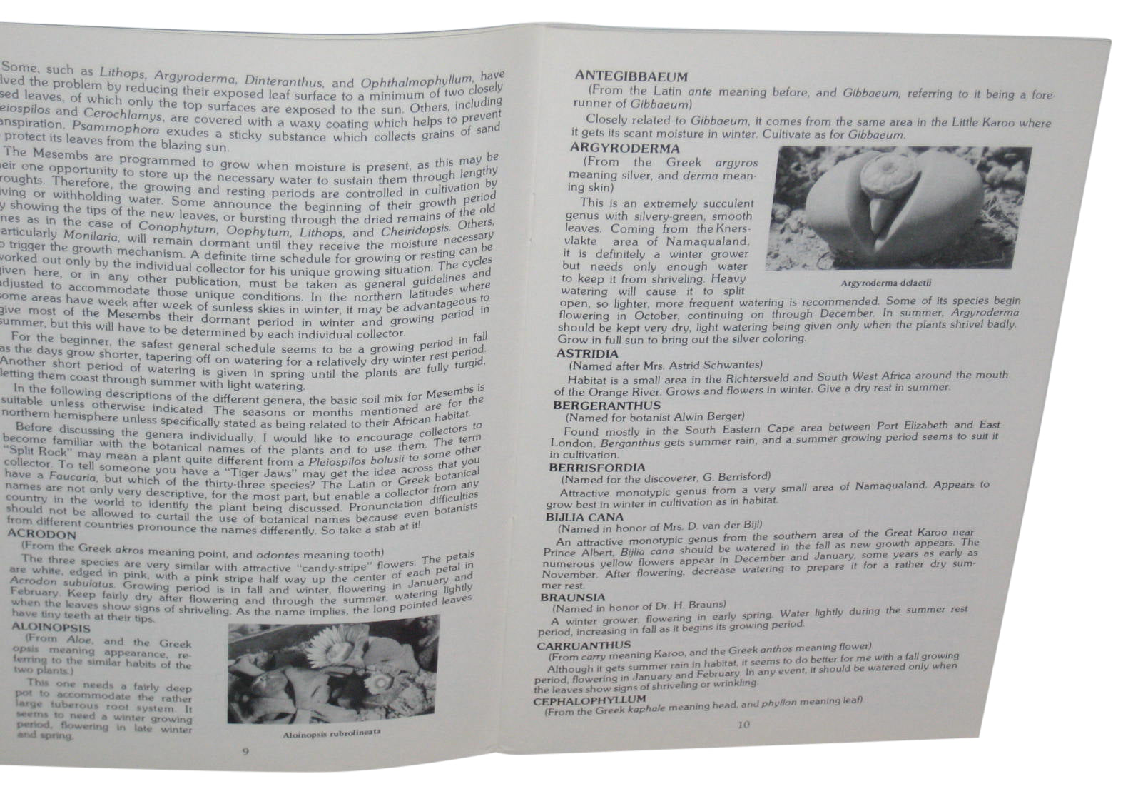 Growing The Mesembs Paperback Book - (Ed Storms)