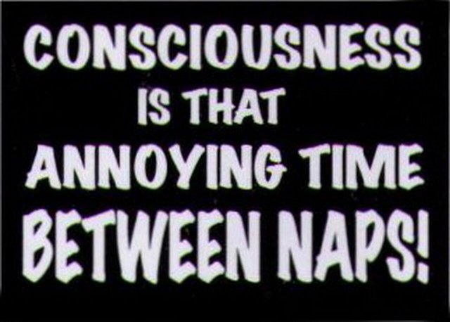 Consciousness Thing Between Naps Magnet HM251
